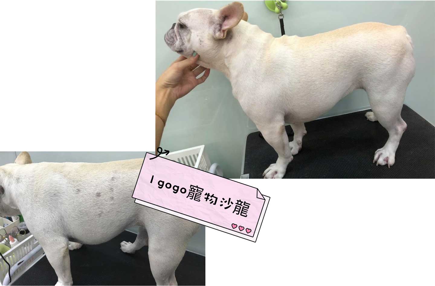 i gogo寵物沙龍－寬寬(法鬥) 